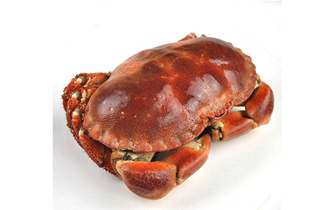 Brown Crab